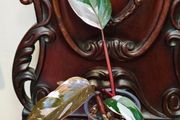 Philodendron Red Anderson