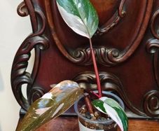 Philodendron Red Anderson