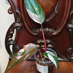 Philodendron Red Anderson
