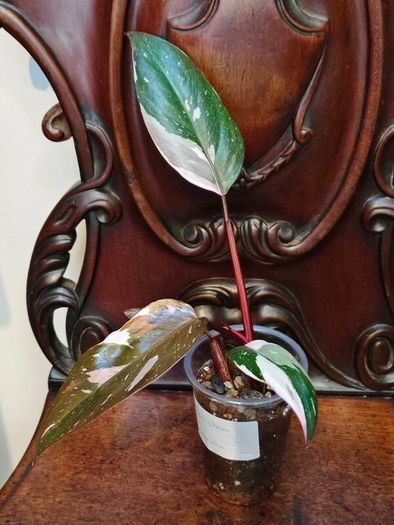 Philodendron Red Anderson