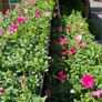 Summer Bedding Plants Image 3
