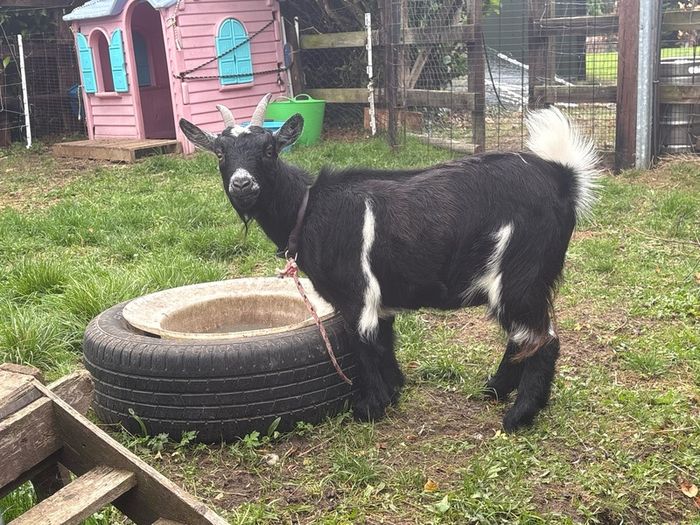 Pygmy goat female -