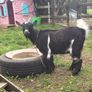 Pygmy goat female - Image 3