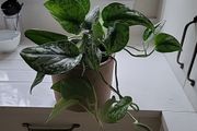 Scindapsus Trebie planter