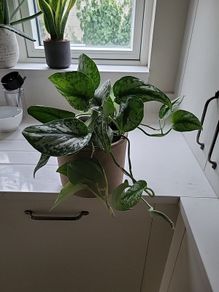 Scindapsus Trebie planter