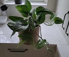 Scindapsus Trebie planter