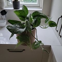 Scindapsus Trebie planter