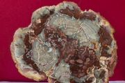 Fossilized wood, Madagascar, Triassic period.