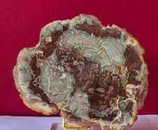 Fossilized wood, Madagascar, Triassic period.