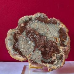 Fossilized wood, Madagascar, Triassic period.