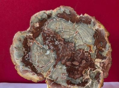 Fossilized wood, Madagascar, Triassic period.