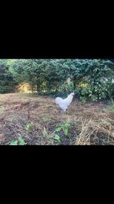 Silkie Cocks