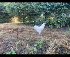 Silkie Cocks