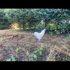 Silkie Cocks