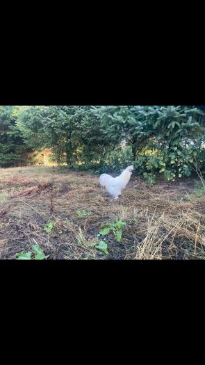 Silkie Cocks