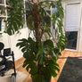 Monstera plant Image 2