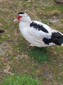 muscovy ducks