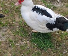 muscovy ducks
