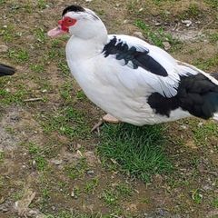 muscovy ducks