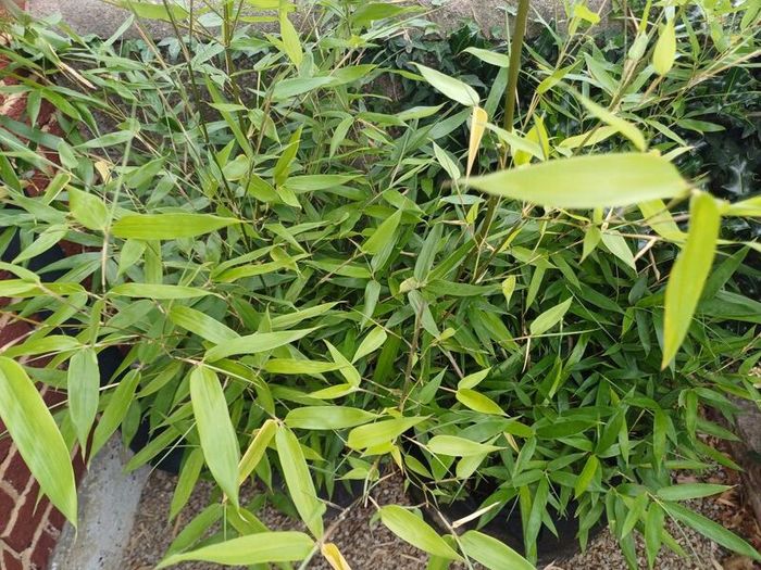 Bissetii Bamboo 4ft