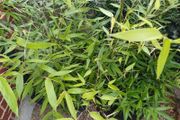 Bissetii Bamboo 4ft
