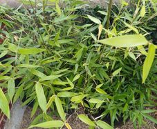 Bissetii Bamboo 4ft
