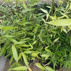 Bissetii Bamboo 4ft