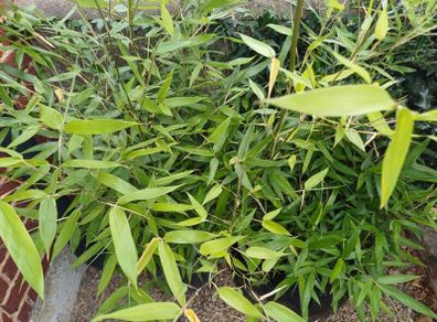 Bissetii Bamboo 4ft