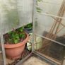 Aluminium Greenhouse with Perspex Panels Image 3