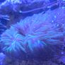 coral Image 4