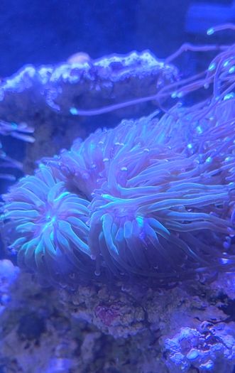 coral