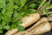 (P) Root Parsley Arat seeds 0.5g (125036)