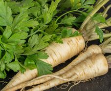 (P) Root Parsley Arat seeds 0.5g (125036)