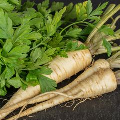 (P) Root Parsley Arat seeds 0.5g (125036)
