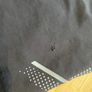 Under Armour Shorts Image 4