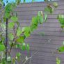 Cercidiphyllum japonicum (Katsura Tree) Image 2