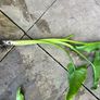 White Calla Lyles perennial Image 3