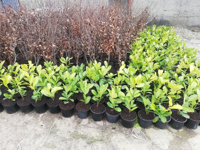 Laurel Hedging