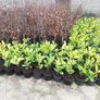 Laurel Hedging Image 3