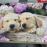 ravensburger jigsaw puzzle Image 2