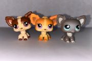 littlest pet shop (LPS) longhair chihuahua bundle!