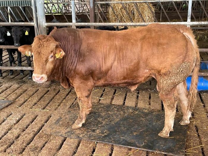 Limousine Bull For Sale Mallow Cork