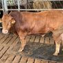 Limousine Bull For Sale Mallow Cork Image 4