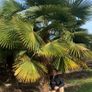 fan palm trachycarpus wanted Image 3