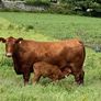 Red Angus bulls Image 3