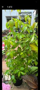 garden plants