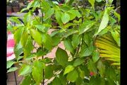 garden plants