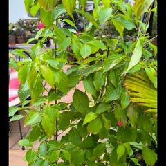 garden plants