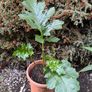 Plant Image 2