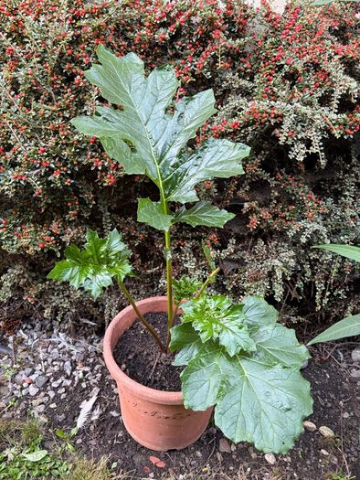 Plant